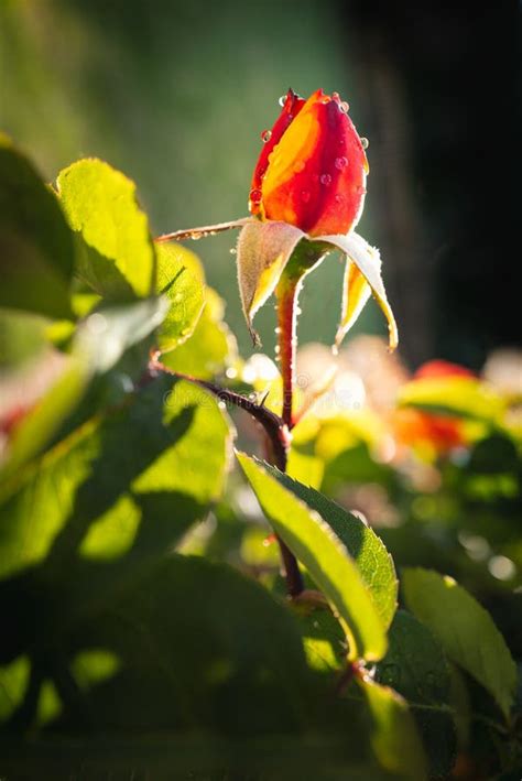 A Rose Bud With Water Drops In The Late Evening Sunshine Stock Image