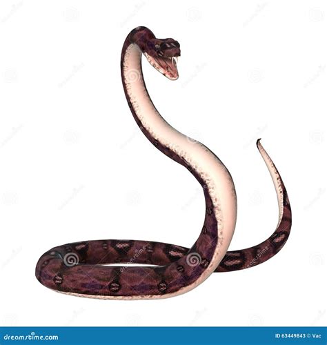 Anaconda Snake In Her Natural Habitat Stock Photography Cartoondealer