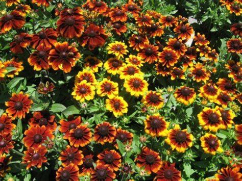 Top 10 Easy Perennial Plants To Grow From Seed Easy Perennials