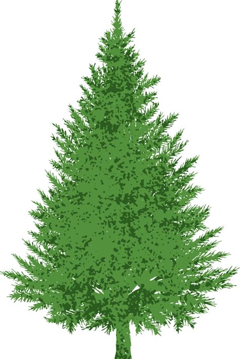 Evergreen bush clipart - Clipground