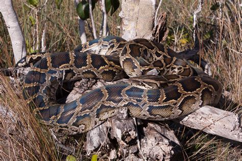 Are Florida Pythons Poisonous