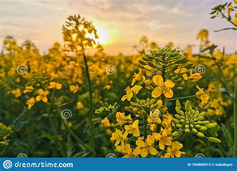Rapeseed Fields Yellow Flowers At Sunset Light Agricultural Landscape