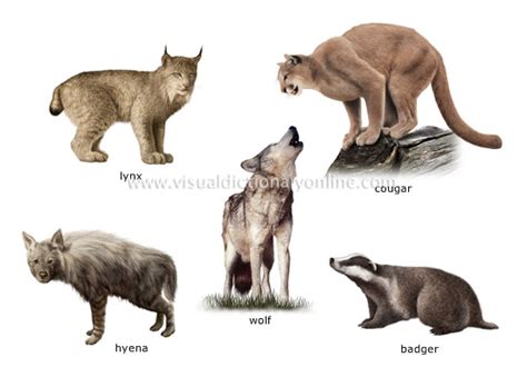 Animal Kingdom Carnivorous Mammals Examples Of Carnivorous