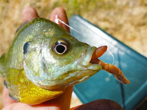 Why does sunlight kill worms in a jar? Stayin' Alive - Best Ways to Keep Your Bait Fresh - The ...