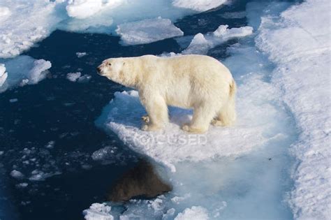 Polar Bear Standing On Ice By Water On Svalbard Archipelago Norwegian