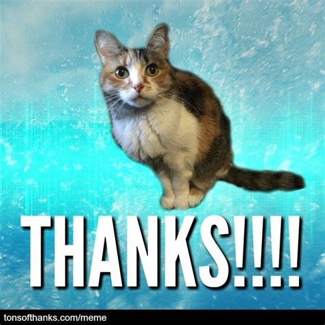 51 nice thank you memes with cats artofit