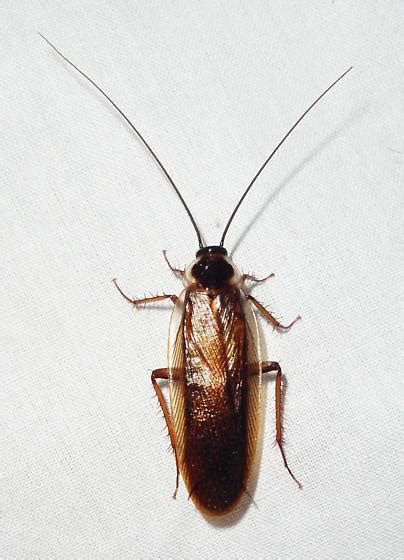 Pennsylvania Wood Cockroach Parcoblatta Pennsylvanica BugGuide Net