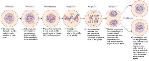 The main differences between the reproductive processes of. Cell Division - Keep Calm and Love Cells