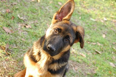 This spunky german shepherd puppy is super social and ready for a good time! Heritage Hills Ranch - German Shepherd Breeder - Quality ...