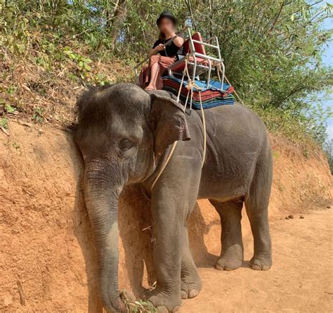 This Picture Has Convinced Thousands In Vietnam That Elephant Riding