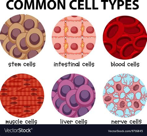 Diagram Common Cell Types Royalty Free Vector Image