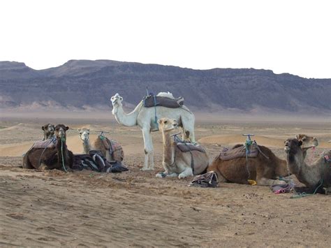 Los camellos adormilados | ¿Sabiais que los camellos duermen… | Flickr
