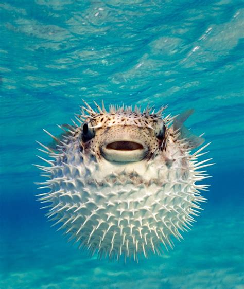 Pufferfish Photos Sea Creatures Scarier Than Sharks Animals Sea
