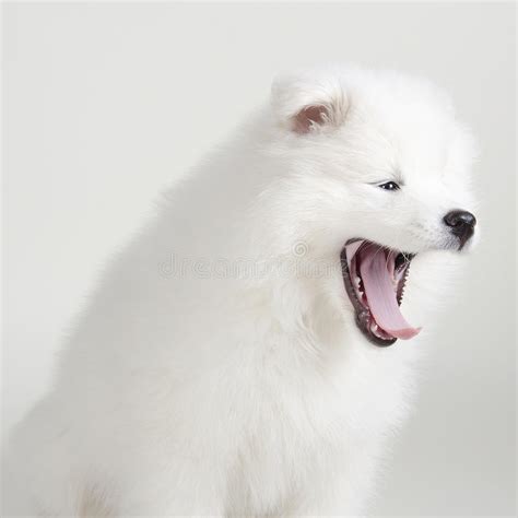 Samoyed Puppy Stock Photo Image Of Small Adorable Sammy 31778694