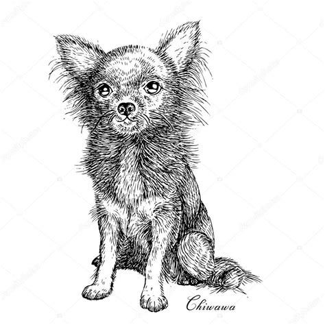 Gevuld met vet tegen corrosie. Chiwawa hond tekening schets — Stockvector © Greenvalley #102211990