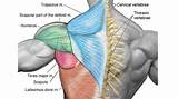 Muscle Exercises For Upper Back