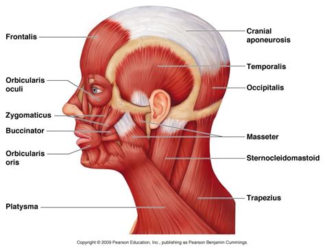 Human Neck Muscles Diagram Human Neck Muscles Diagram Head Muscle