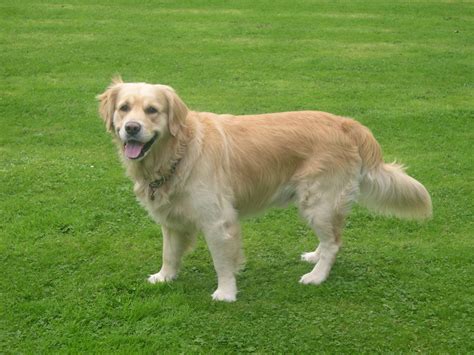 The Working Golden Retriever In The Uk Holidays4dogs Home Boarding