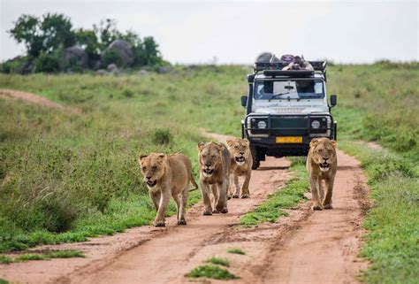 Safari Au Kenya Tous Nos Conseils Et Infos Pour Un Safari Réussi