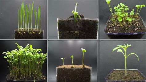 Growing Plants Time Lapse Compilation 123 Days Of Growing In 25
