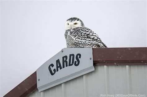 Northwoods Nordic Ski Snowy Owl Trifecta 365 Days Of Birds