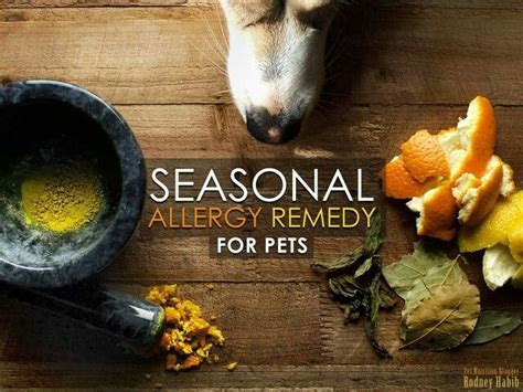 Seasonal Allergy Remedy For Pets Allergy Remedies Seasonal Allergies