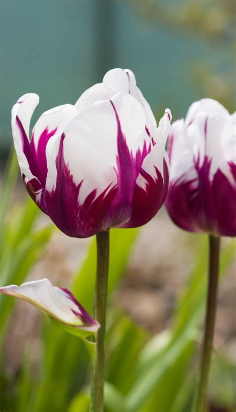 Fabulous Beauty Of Tulip Flowers Flowers And Gardens