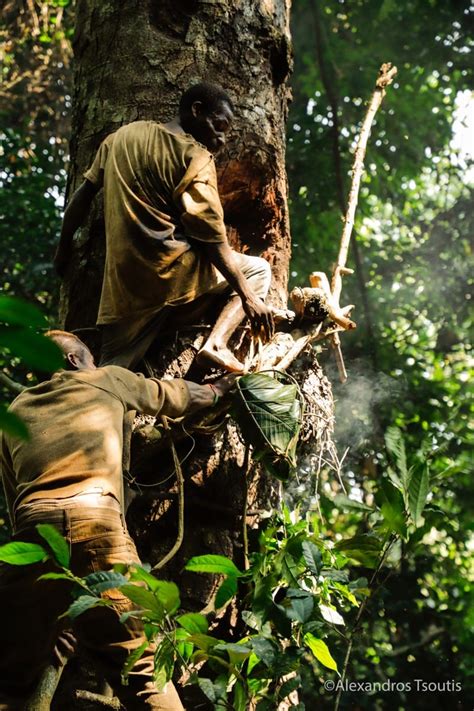 Baka Tribe Of Cameroon Trip In Pictures