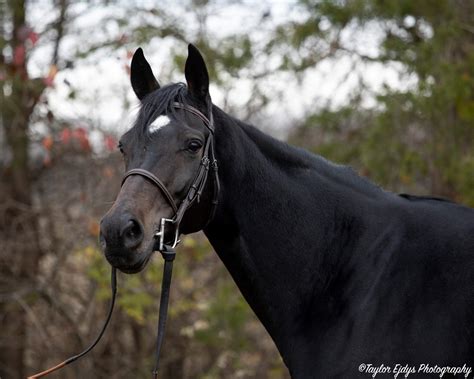 Star Of Midnight Safe Haven Thoroughbred Rescue