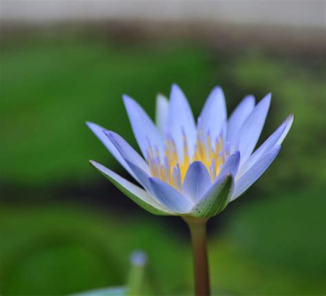 Blue Lotus Flower Bliss Botanica Herbs And Teas
