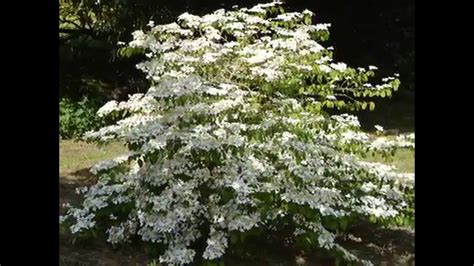 Viburnum pruning should be an exercise in restraint, writes michael dirr, the famed professor of horticulture from the university of georgia whose manual of woody landscape plants is the. Viburnum plicatum 'Mariesii' - YouTube