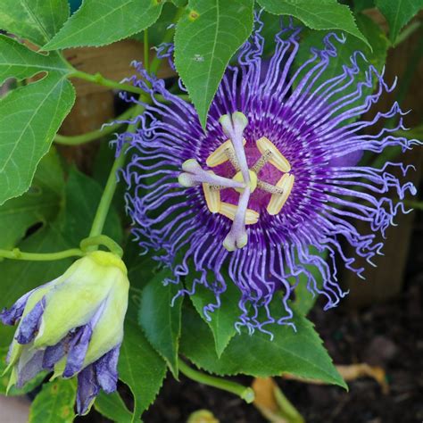 Passion Flower Maypop Easy To Grow Bulbs Hardy To Zone 6 Easy To