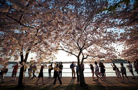 Photos Of Cherry Blossom Festival In Washington 11