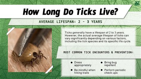 Tick Lifespan How Long Do Ticks Live A Z Animals