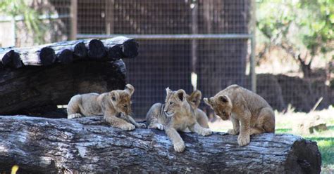 Lion Cubs Meet Older Siblings Taronga Conservation Society Australia