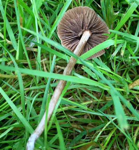 Growing In The Grass Washington State Mushroom Hunting