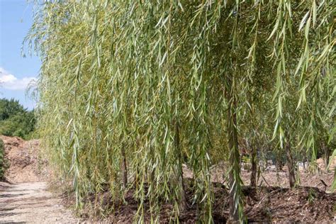 Willow Golden Weeping Tree Top Nursery And Landscape Inc
