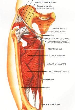 The five major muscles of the inner thigh function to move the legs since there are several small muscles in this area, in addition to the bony connection between the hip bone and femur (long leg bone), it's. Groin pain. Causes, symptoms, treatment Groin pain