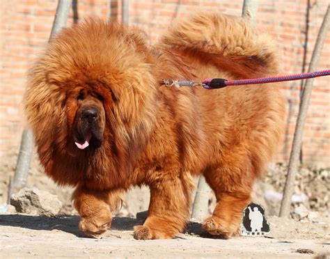 The tibetan mastiff is a massive, giant dog with sturdy bone structure. tasaweer: Tibetan Mastiff