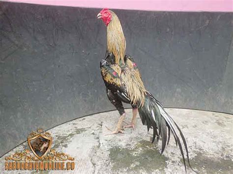 Memilih jenis pakan yang baik untuk ayam kampung super atau joper. 71 Gambar Ayam Wido Juara Terbaik - Infobaru