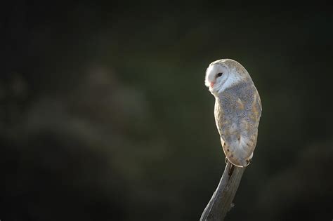 Barn Owl 2 Photograph By Andy Astbury Pixels