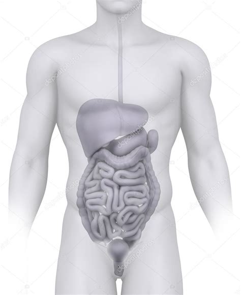 Male Abdominal Organs Anatomy Illustration On White Stock Photo By