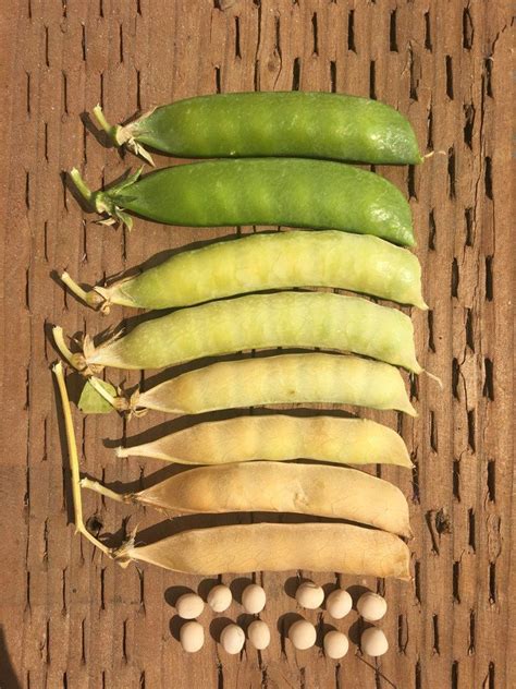 It's easier than you think. Seed Saving: How to Save Bean and Pea Seeds | Seeds, Corn ...