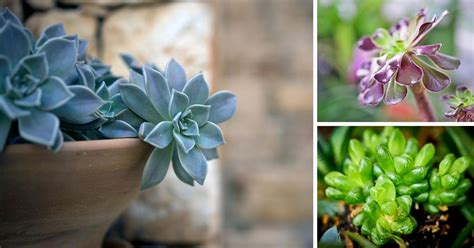 It is the only domesticated species in the family felidae and is often referred to as the domestic cat to distinguish it from the wild members of the family. 33 Stunning Succulents that are Safe for Cats | The Girl ...