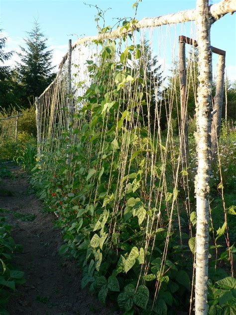 Pea Plant Support Tips For Staking Peas In The Garden
