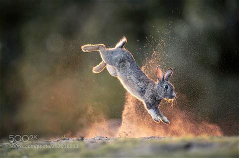 Jumping Bunny By Info373 Cute Animals Wild Bunny Animal Refrences