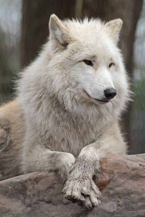 Beautiful Wildlife Hudson Bay Wolf By Joke Kok Arctic