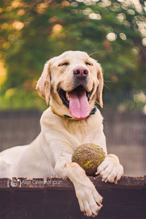 Happy Labrador Happy Dogs Cute Animals Puppies