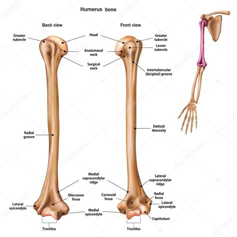 Structure Of The Humerus Bone With The Name And Description Of A