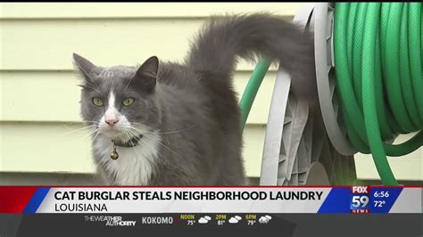 cat burglar steals neighborhood laundry youtube
